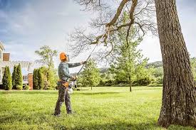 Best Tree Cabling and Bracing  in Pine Crest, TN