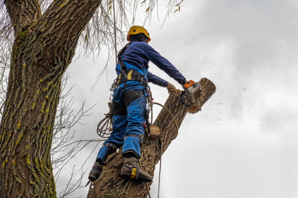 How Our Tree Care Process Works  in  Pine Crest, TN