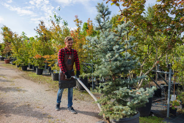 Best Tree Trimming and Pruning  in Pine Crest, TN